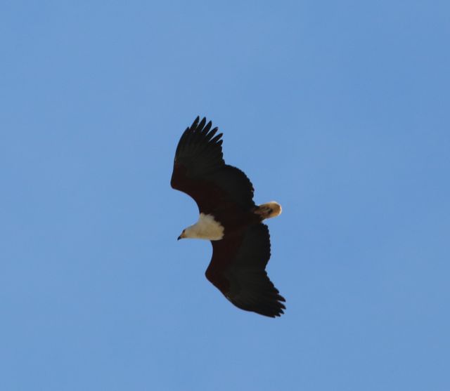 An African Fish Eagle flying high above the photographer