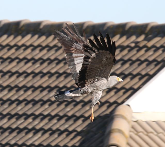 An African Harrier-hawk takes off and flies over a residence's roof