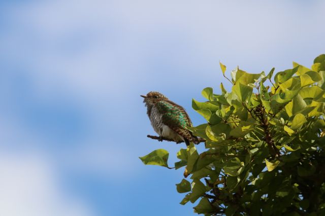 A juvenile female Klaas's Cuckoo perched high up in a Coral Bean tree, waiting for her host parent to feed her.