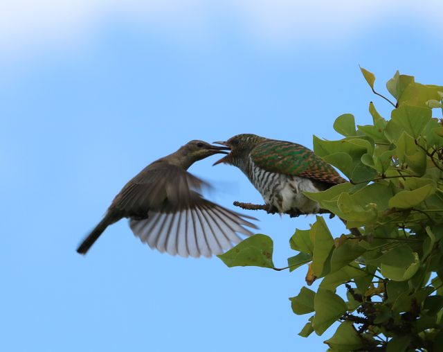 A host mother Malachite Sunbird feeds her Klaas's Cuckoo brood parasite