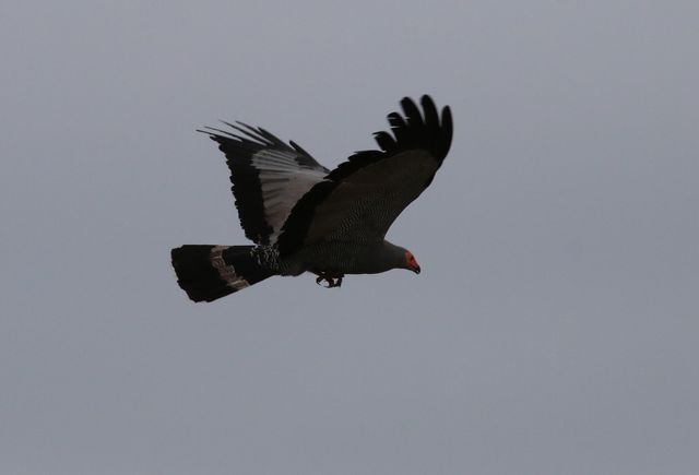 An African Harrier-hawk in mid-flight, slightly above eye-level