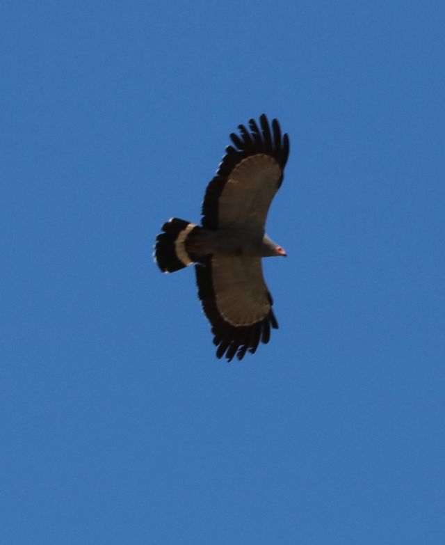An African Harrier-hawk in mid-flight, high above the photographer