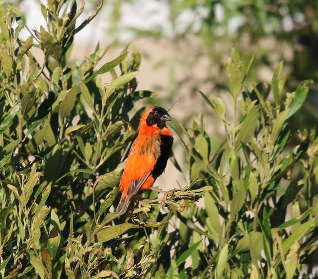 A male Southern Red Bishop perched in an Olive tree