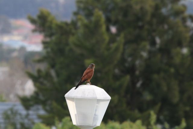 A Rock Kestrel searching for prey from atop a street lamp