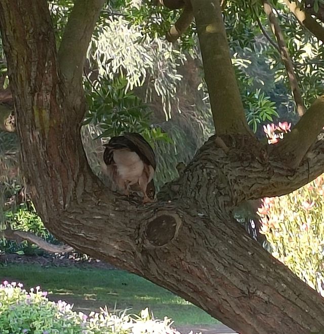 A female Black Sparrowhawk devouring a small prey bird in the shade of a tree