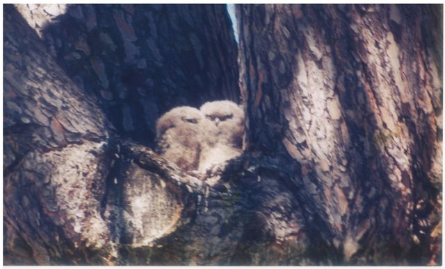 Two Spotted Eagle Owlets visible from their nest in a Stone Pine tree