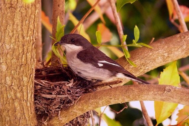 A male Fiscal Flycatcher perched on the rim of his bowl nest