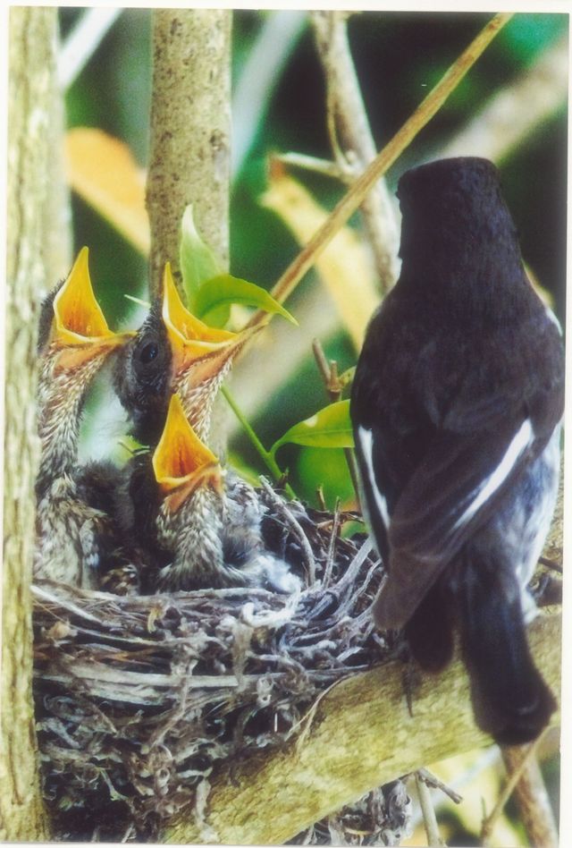 A male Fiscal Flycatcher tends to the 3 chicks in his nest