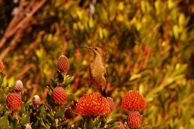 A female Malachite Sunbird perched on a Protea