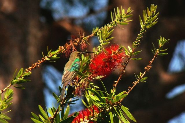 A male Malachite Sunbird in non-breeding plumage feeding from a Bottle Brush tree