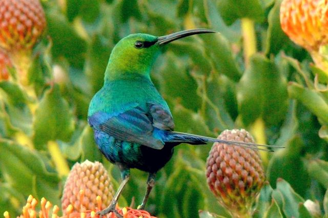 A male Malachite Sunbird perched on a Protea