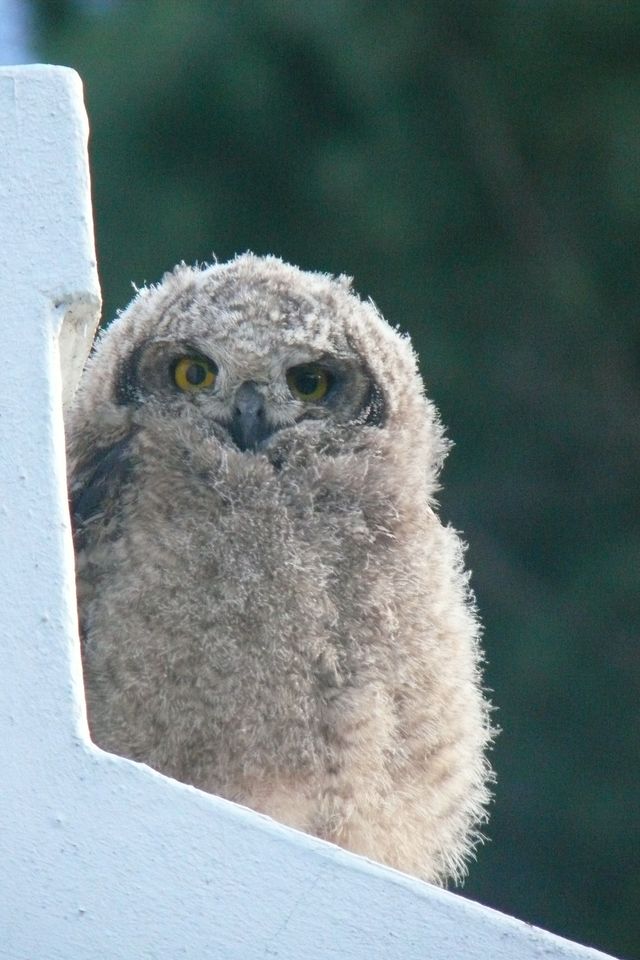 A young Spotted Eagle-Owl sitting on the roof