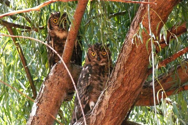 An adult pair of Spotted Eagle-Owls in the shade of a tree