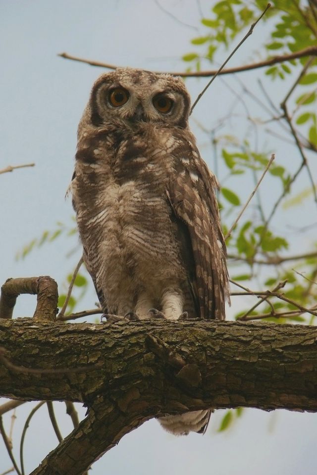 An adult Spotted Eagle Owl perched on a branch