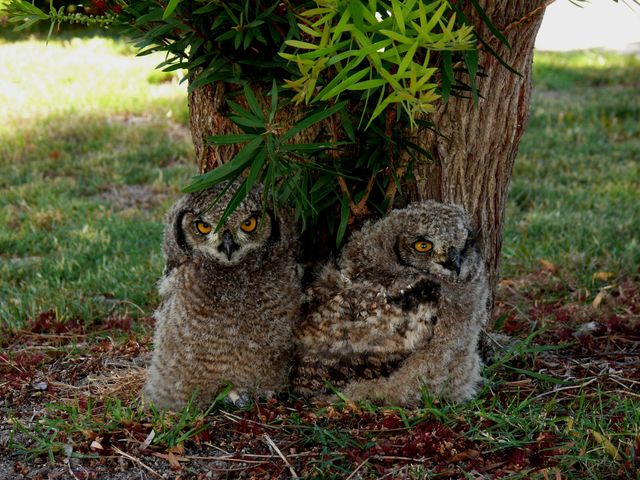 A pair of Spotted Eagle Owl chicks trying to cower at the base of a tree