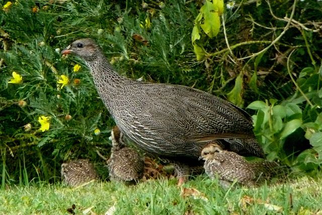 A Cape Spurfowl and 4 chicks scurry among the undergrowth