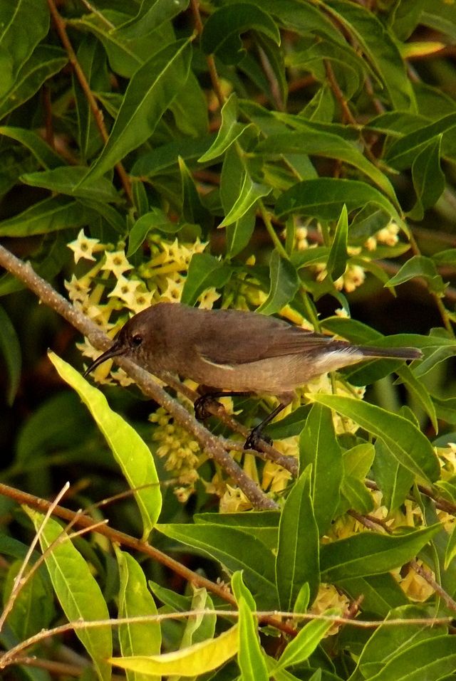 A female Southern Double-collared Sunbird feeding