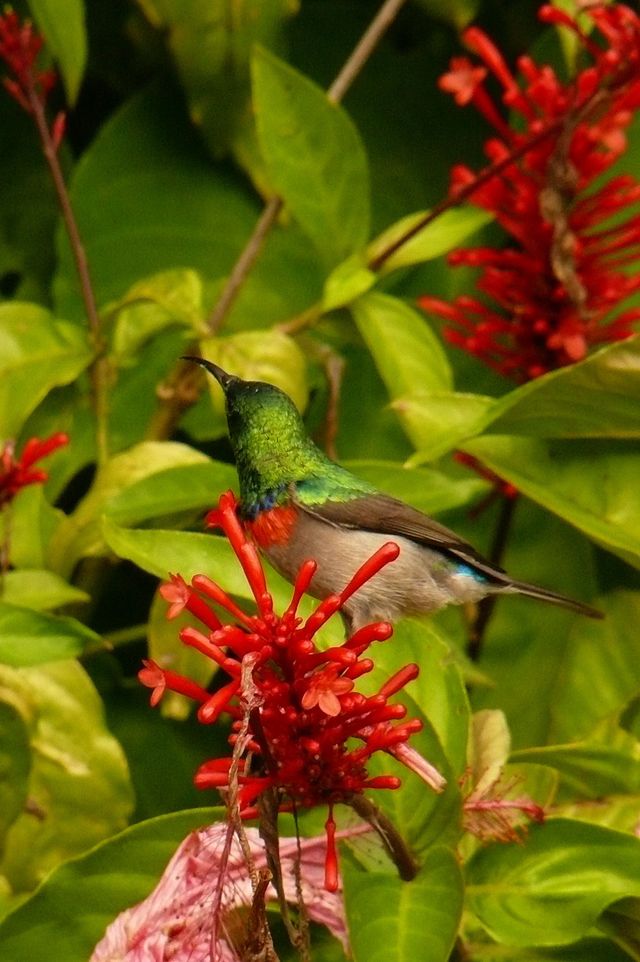 A male Southern Double-collared Sunbird feeding