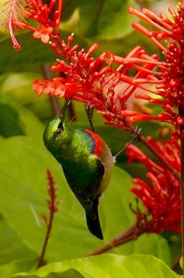 A male Southern Double-collared Sunbird feeding