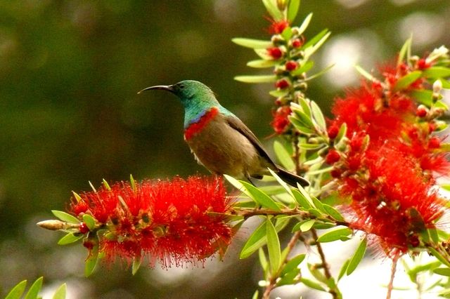 A male Southern Double-collared Sunbird perched on a Bottle Brush stem
