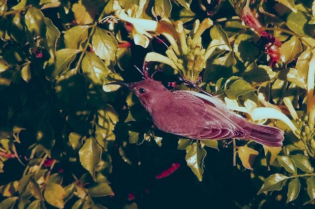 A female Southern Double-collared Sunbird feeding