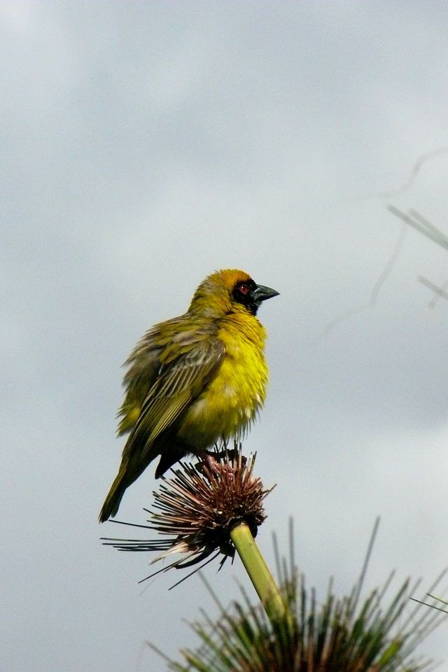 A Southern Masked Weaver purched atop a reed flower