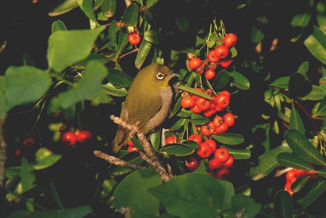 A Cape White-Eye gorges itself on a berry shrub