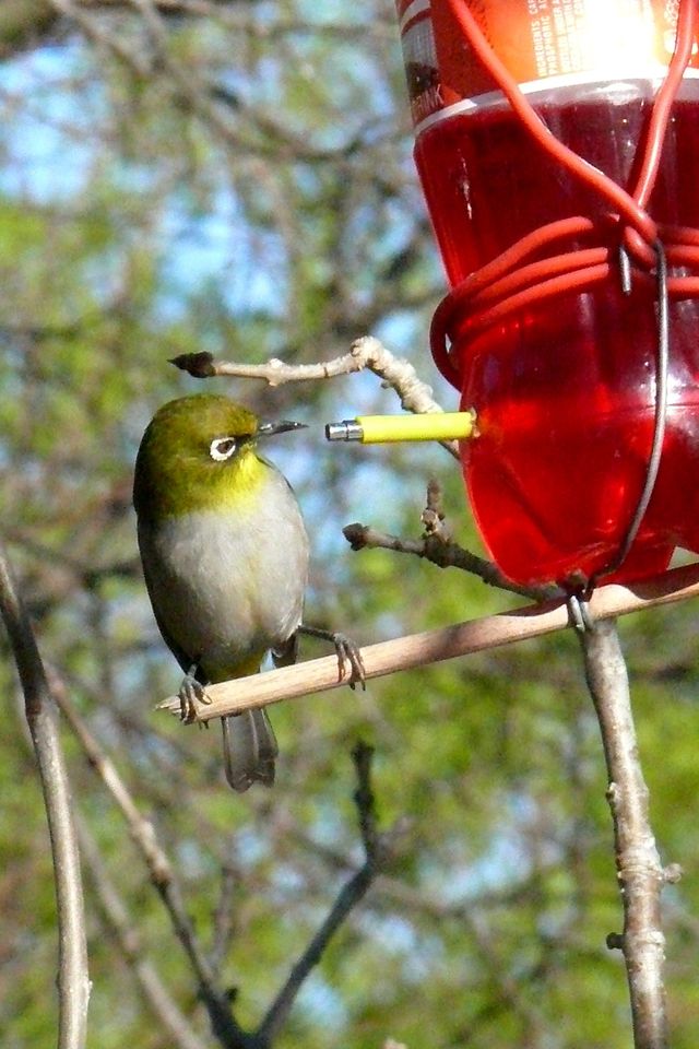 A Cape White-Eye drinking sugar water from a nectar feeder
