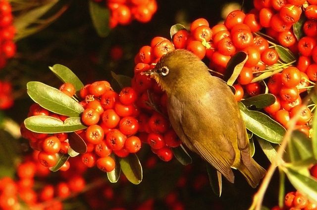 A Cape White-Eye gorges itself on a berry shrub