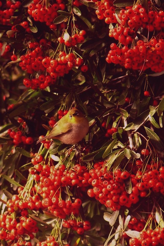 A Cape White-Eye gorges itself on a berry shrub