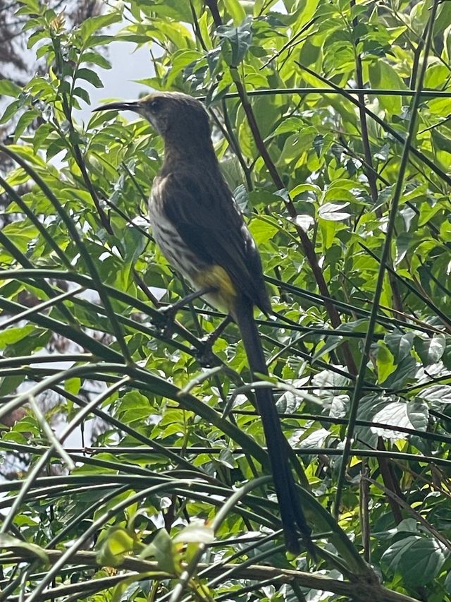 A Cape Sugarbird perched in a tangle of vines and branches