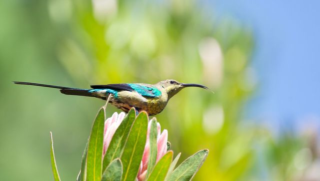 A young male Malachite Sunbird is perched on a King Protea, eating from its flowers