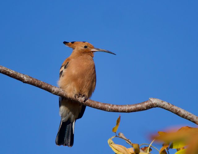 A lone African Hoopoe perched in a tree