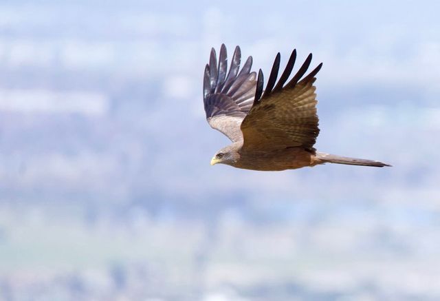 A Yellow-billed Kite flying low over the vineyard, presumably hunting for rodents