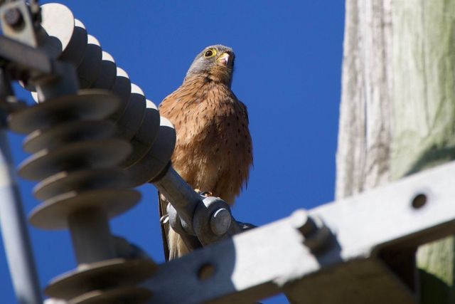 A Rock Kestrel perched on a power line