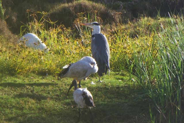 A Grey Heron was resting on the banks of the Lifestyle Estate upper dam