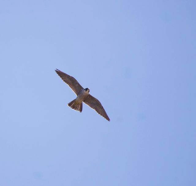 A Peregrine Falcon gracefully flying high above the photographer