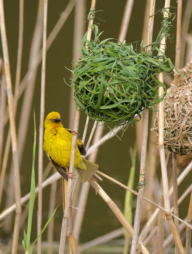 A male adult Cape Weaver grasping onto a reed stalk below a nest he recently made