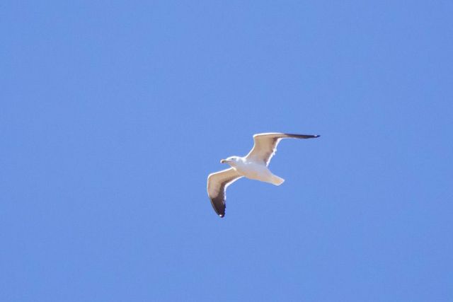 A Kelp Gull was fighting against the wind above De Morgenzon