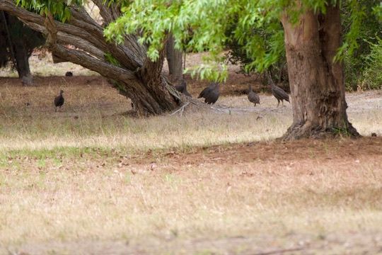 A flock of Cape Spurfowls congregating under the trees, avoiding the overflying raptors