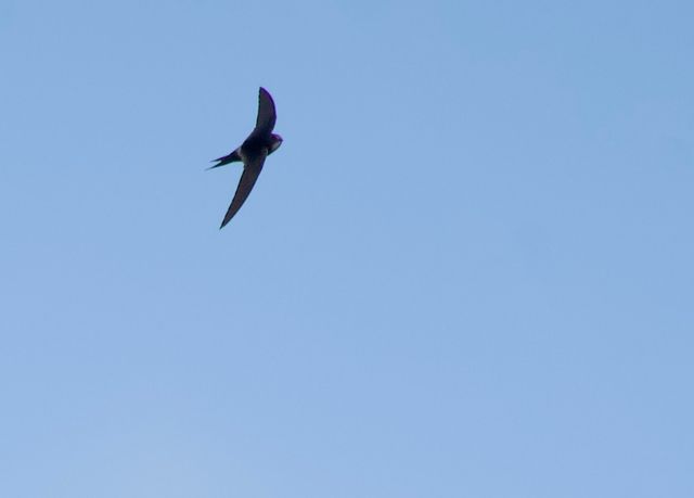 A White-rumped Swift in a fast banking turn, mid-flight