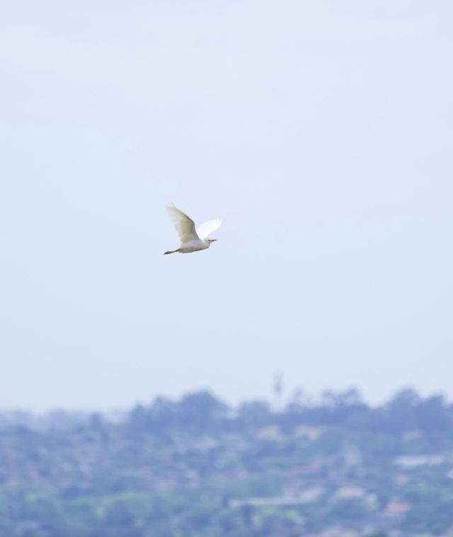 A lone Cattle Egret in breeding plumage flies low over the dams and vines