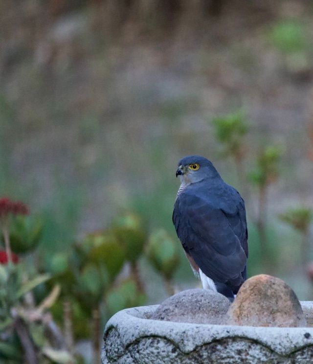 An African Goshawk is perched on our garden's bird bath after taking a drink