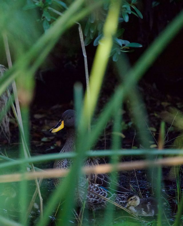 An adult Yellow-billed Duck keeps watch over its new brood, cowering under an overhanging tree