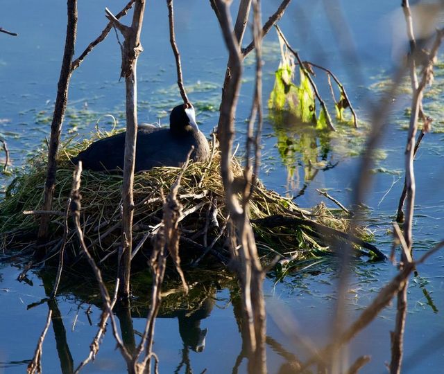 A Red-knobbed Coot adult sitting on their raft-like nest in a dam