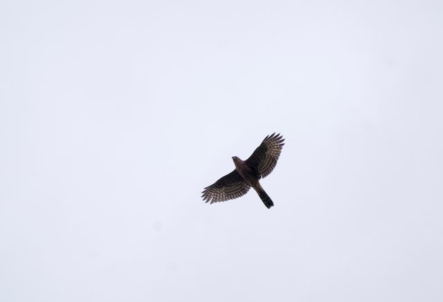 A juvenile Black Sparrowhawk in flight, wings fully-extended