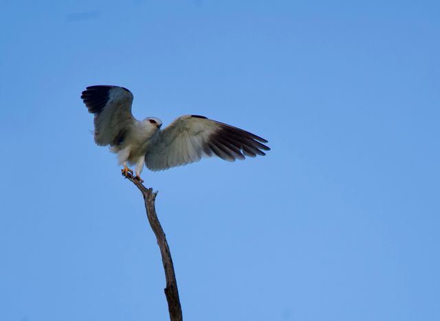A Black-winged Kite flares its wings after just having landed at the top of a dead tree