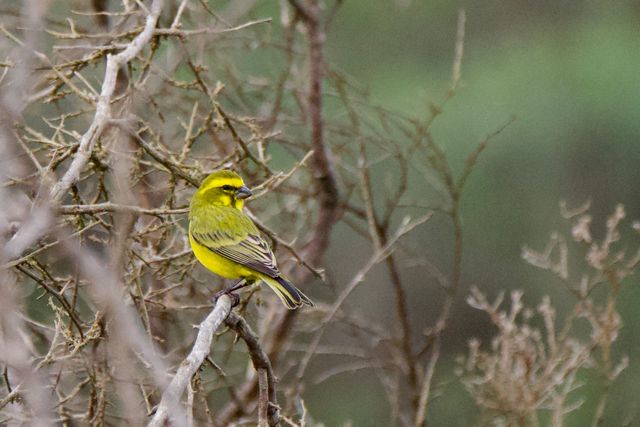 An adult Yellow Canary perched in a bush