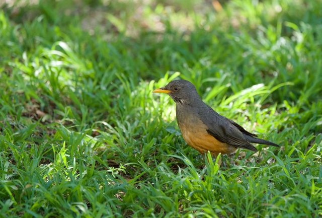 An adult Olive Thrush hunting for grubs through the manicured lawn