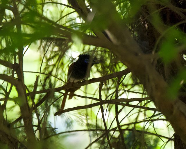 The bright blue eye-ring of this male African Paradise Flycatcher somehow shines in the shadows of this Cypress Tree.